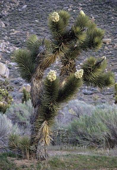 yucca brevifolia 3 graphic